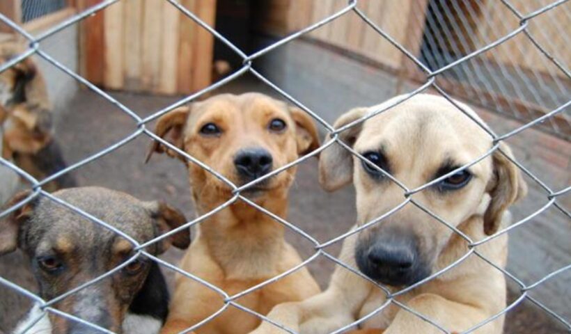 camara caes cachorro