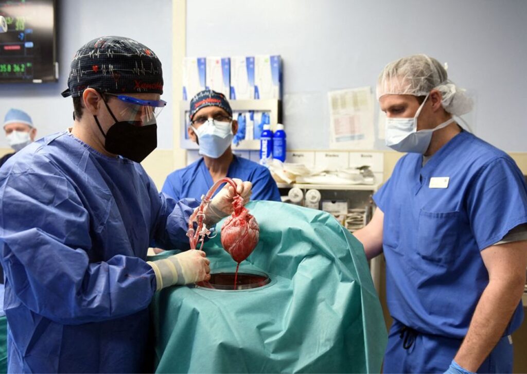 Homem se recupera após transplante com coração de porco