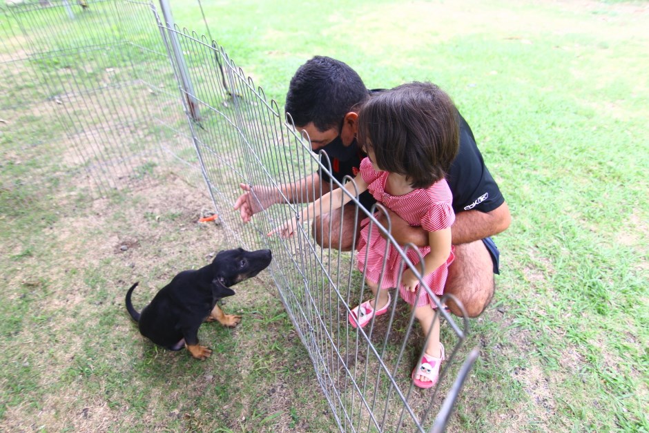 Primeira feira de adoção de cães e gatos no ano será neste sábado