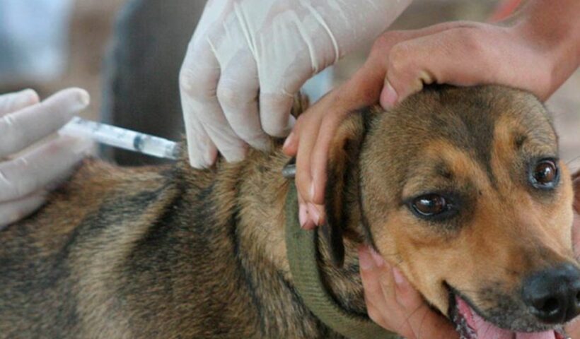 Caçapava realiza vacinação antirrábica em cães e gatos