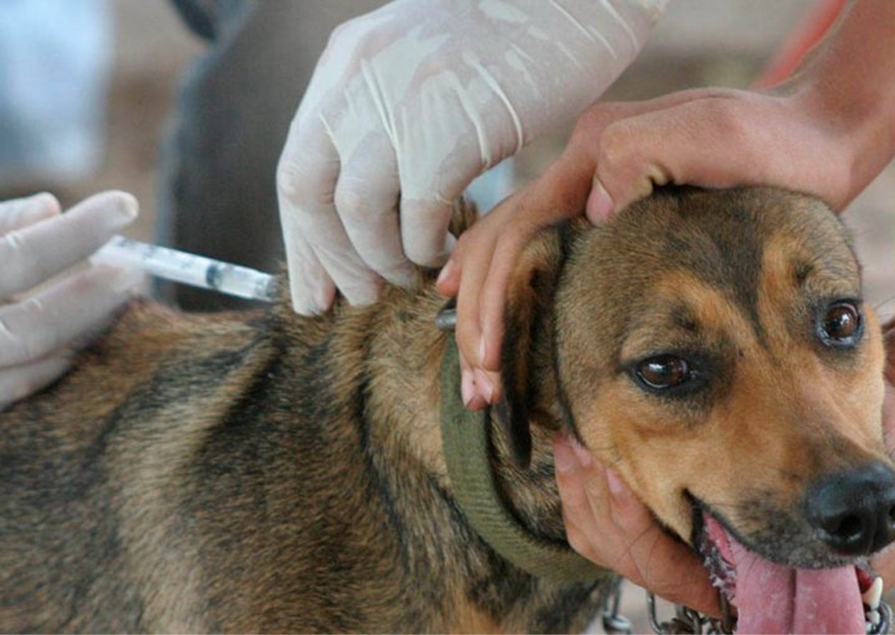 Caçapava realiza vacinação antirrábica em cães e gatos