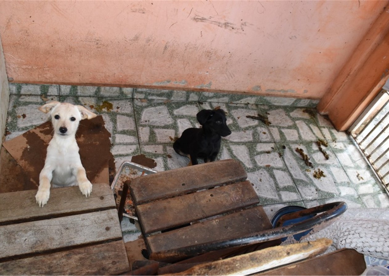 Homem é preso e multado por maus-tratos a 60 animais em Lorena