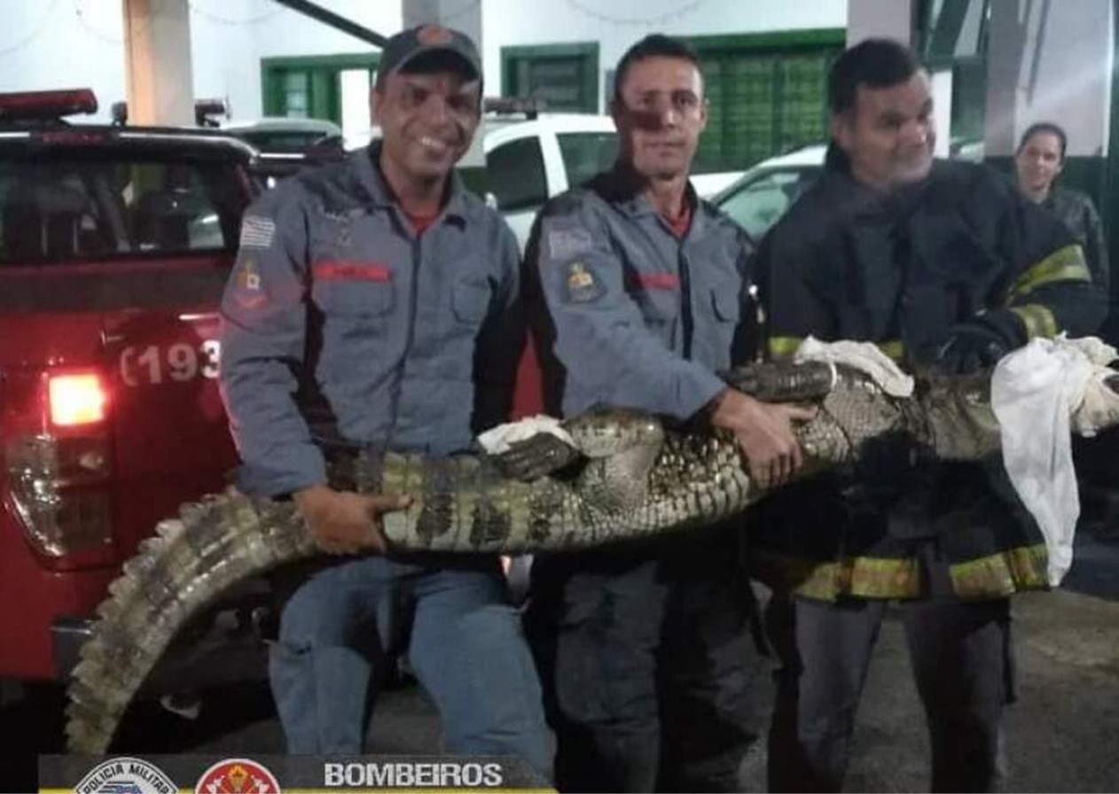 Bombeiros capturam jacaré de mais de 2 metros em fazenda de Guara