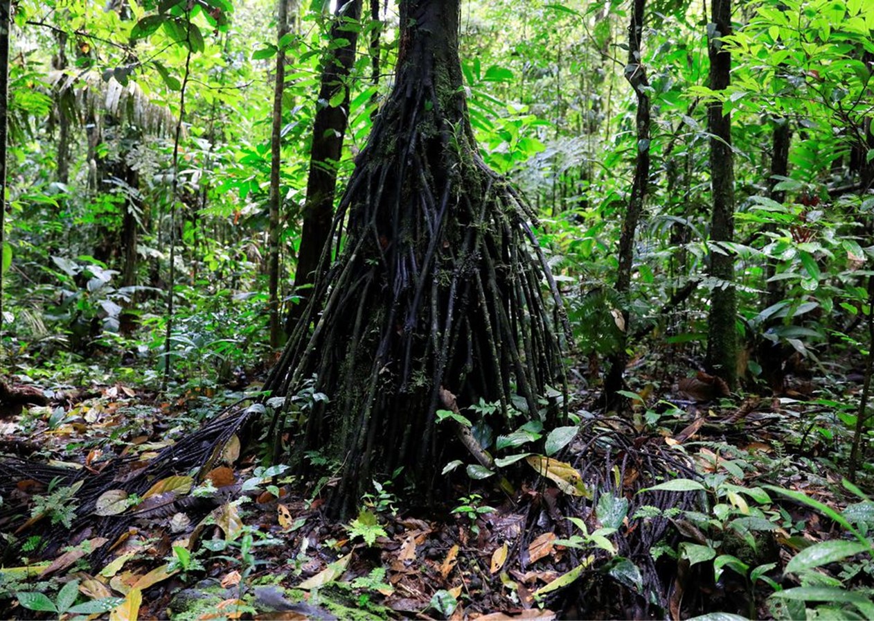 Equador proíbe exploração de petróleo em parte da Amazônia