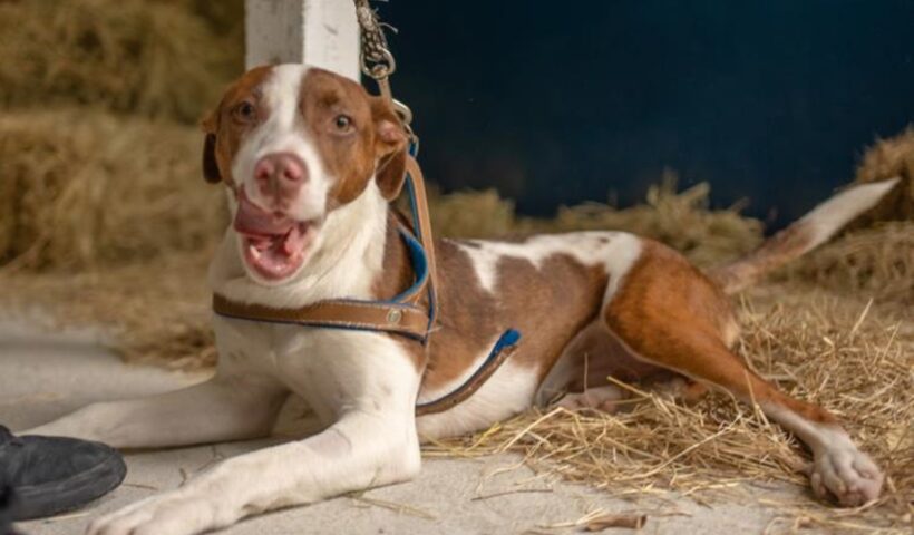 Parque da Cidade de Pinda recebe piquenique e Feira de adoção de Pets