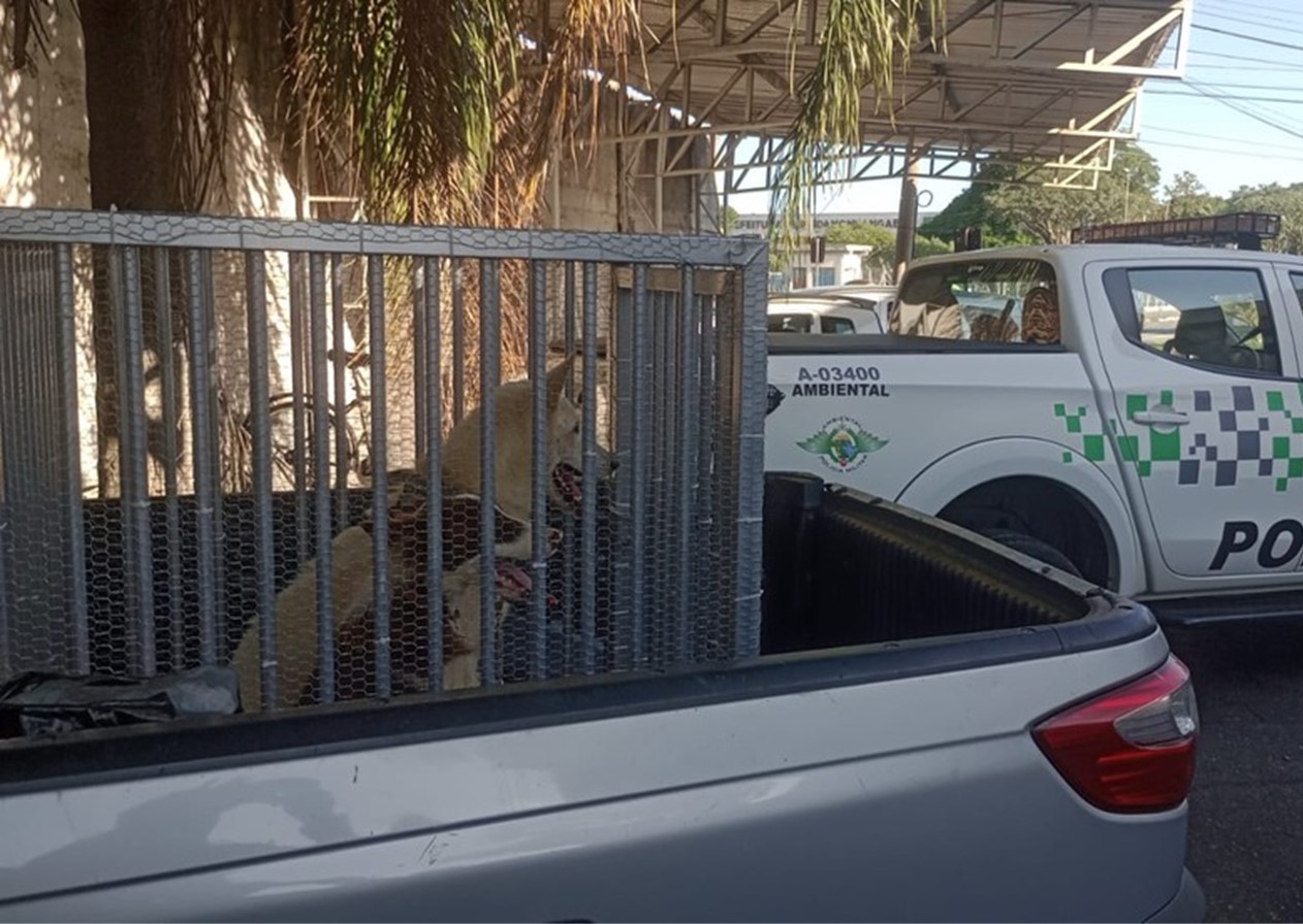 Cães são resgatados de situação de maus-tratos em Pinda