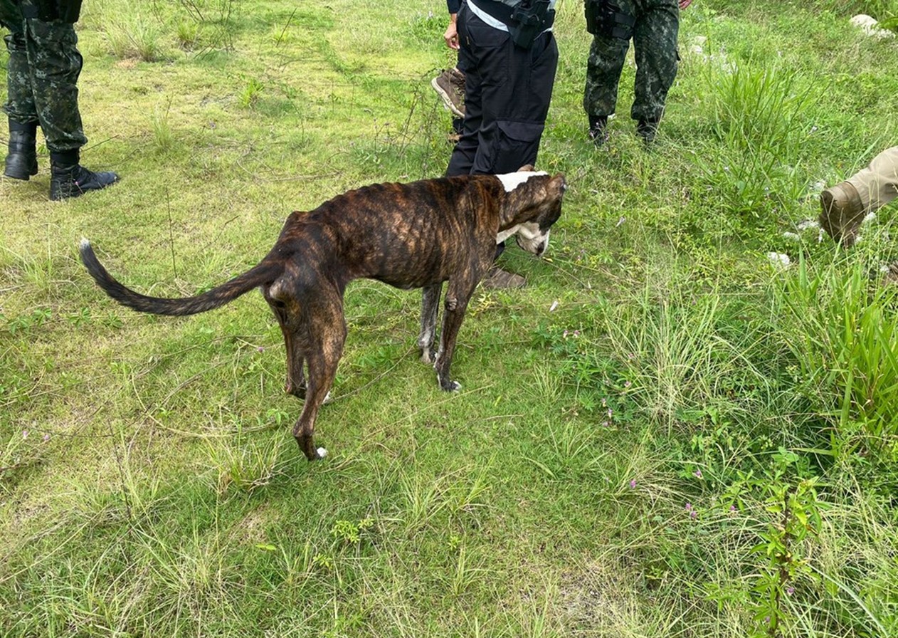 Homem é multado por maus-tratos a cães em Taubaté