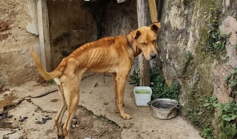 Caçapava sanciona lei para multar quem cometer maus-tratos a animais