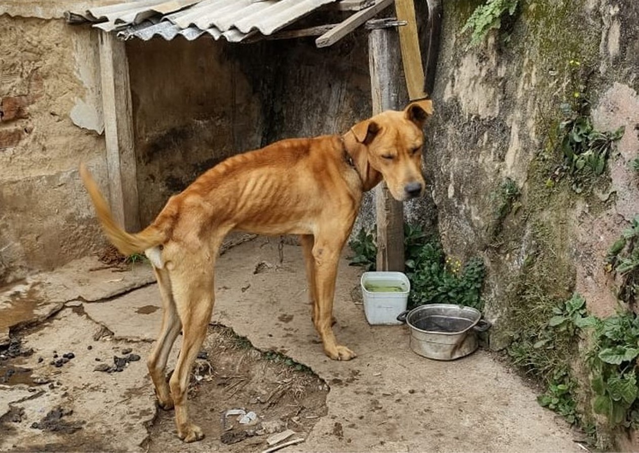 Caçapava sanciona lei para multar quem cometer maus-tratos a animais