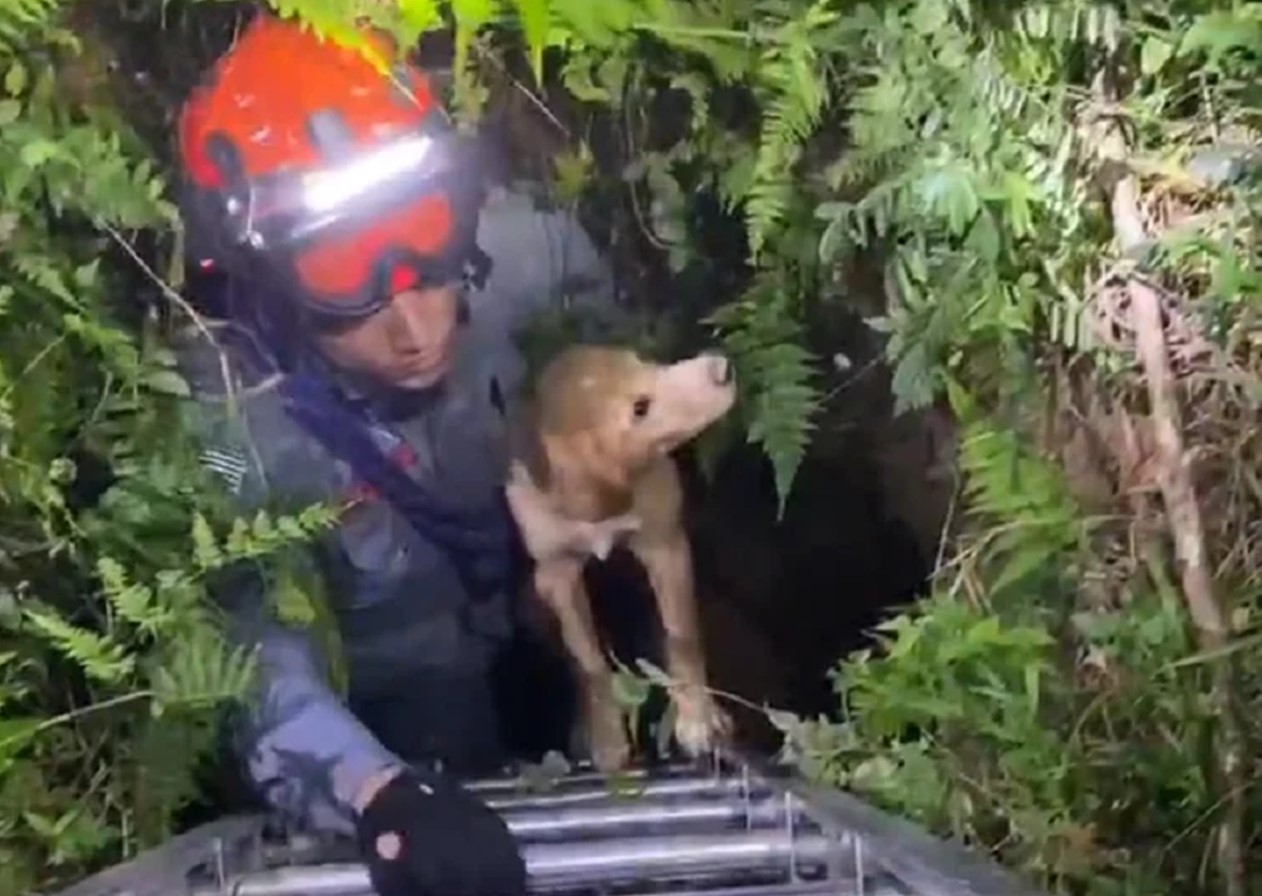 Cachorro é resgatado de poço de 3 metros, em São José dos Campos