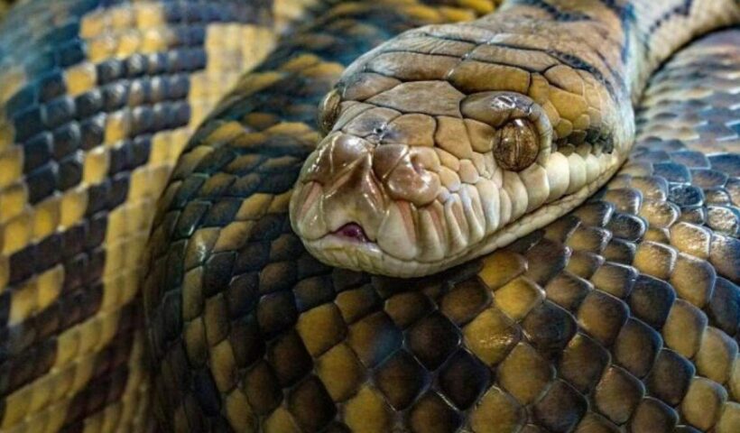 Mulher é morta e engolida por serpente na Indonésia