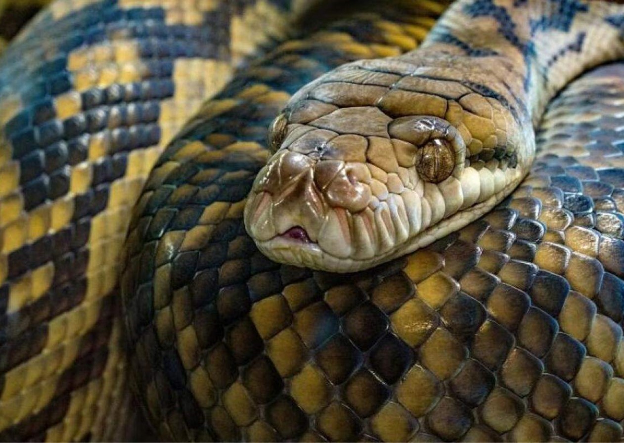 Mulher é morta e engolida por serpente na Indonésia