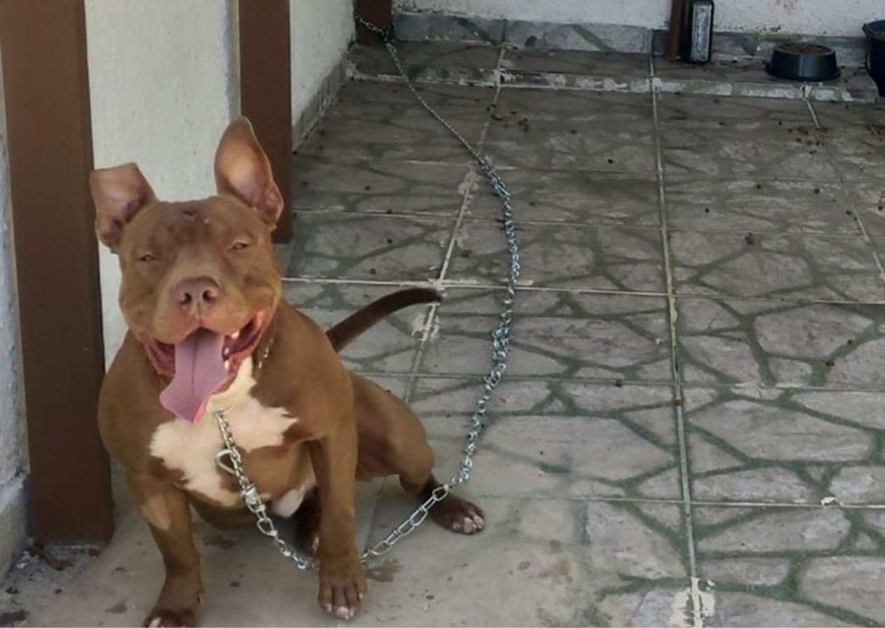 Casal fica gravemente ferido após ataque de Pitbull em Ubatuba