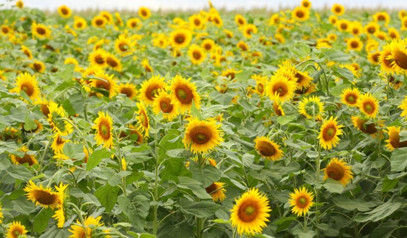 'Terreno das Vaquinhas' recebe nova plantação gigante de girassóis