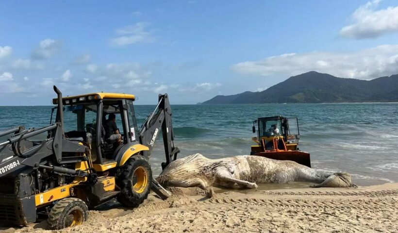 Baleias são encontradas mortas no Litoral Norte