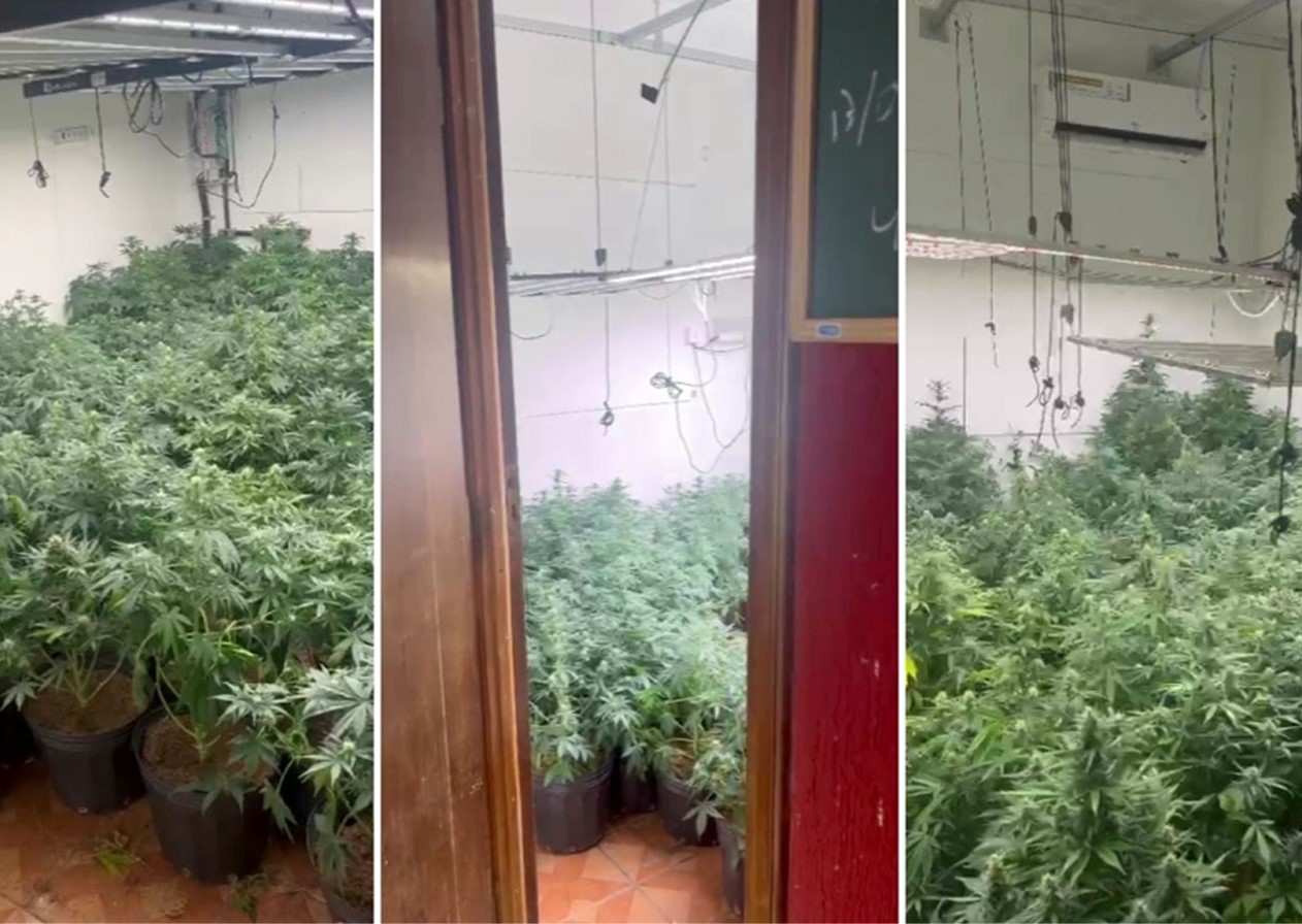 Polícia apreende cerca de 500 pés de maconha na zona rural de Jacareí