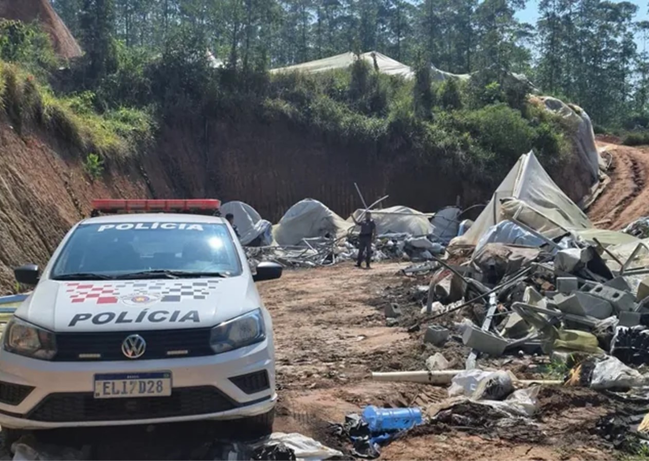 Polícia elimina plantação com 28 mil pés de maconha em Jacareí