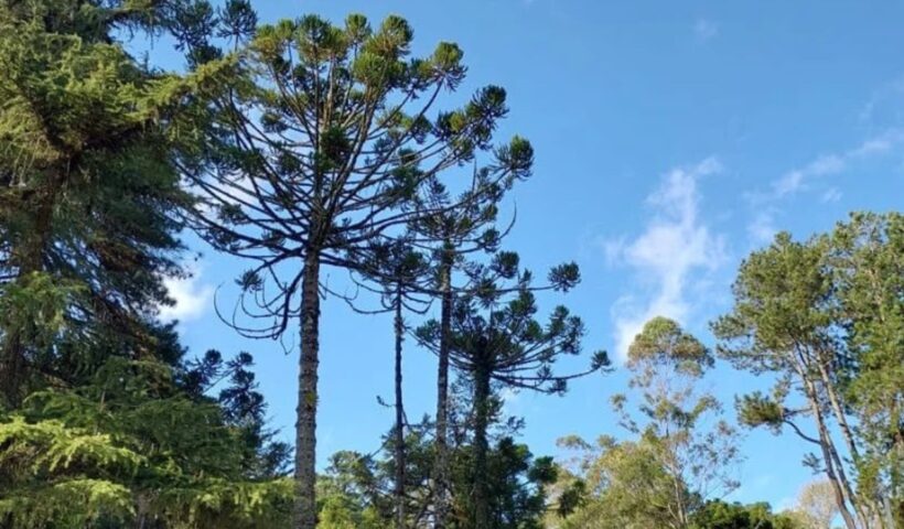 Campos do Jordão recebe plantio de 150 mudas de araucárias