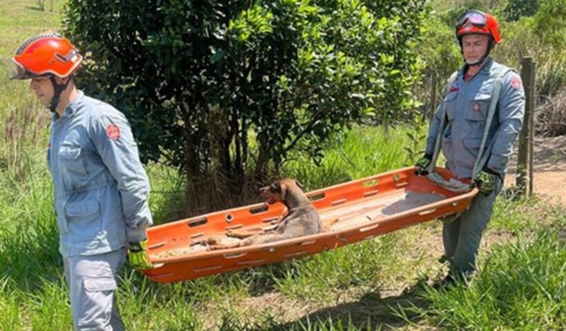 Bombeiros resgatam Cão deficiente em ribanceira de 50 metros em SJC