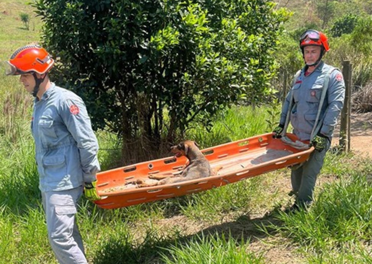 Bombeiros resgatam Cão deficiente em ribanceira de 50 metros em SJC