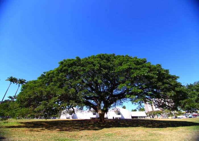 São José sediará Fórum Internacional de Florestas Urbanas