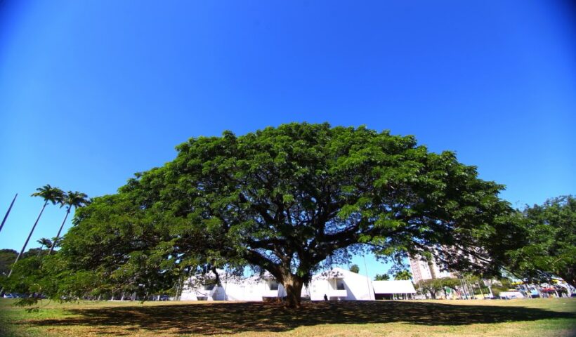 São José sediará Fórum Internacional de Florestas Urbanas