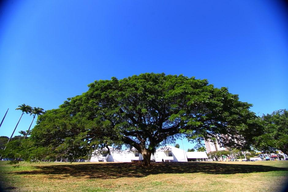 São José sediará Fórum Internacional de Florestas Urbanas