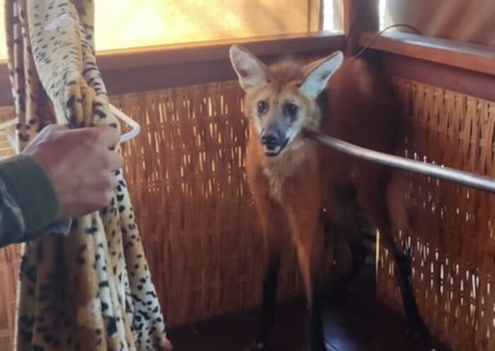 Lobo-guará é resgatado após invadir casa em Guaratinguetá