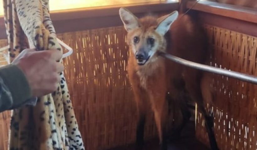 Lobo-guará é resgatado após invadir casa em Guaratinguetá