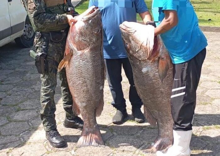 Ubatuba: PM ambiental apreende 387 kg de peixe ameaçado de extinção