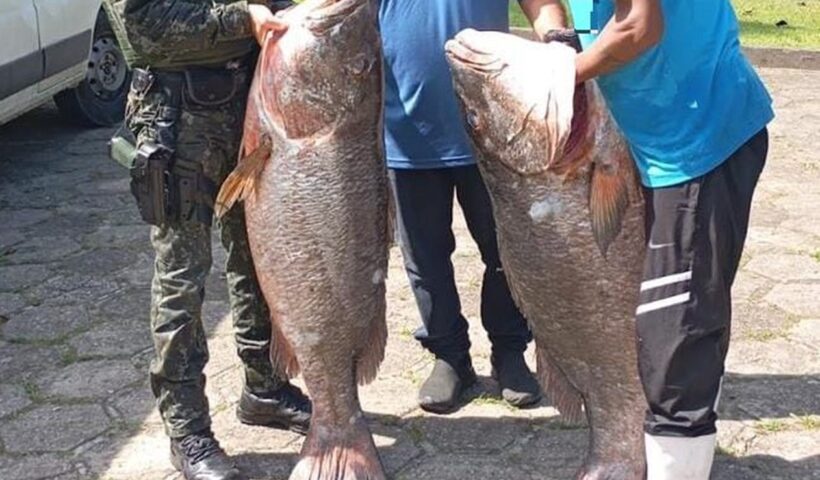 Ubatuba: PM ambiental apreende 387 kg de peixe ameaçado de extinção